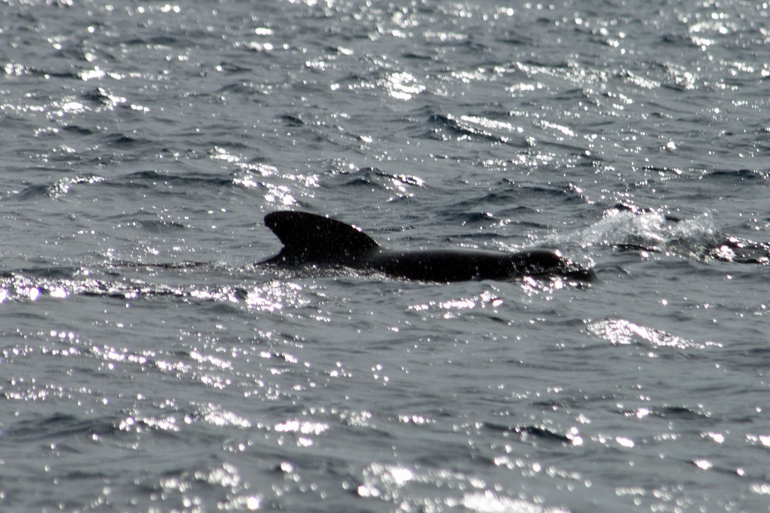 An die Delphine in Tarifa kommt man dicht heran ist einen Ausflug wert